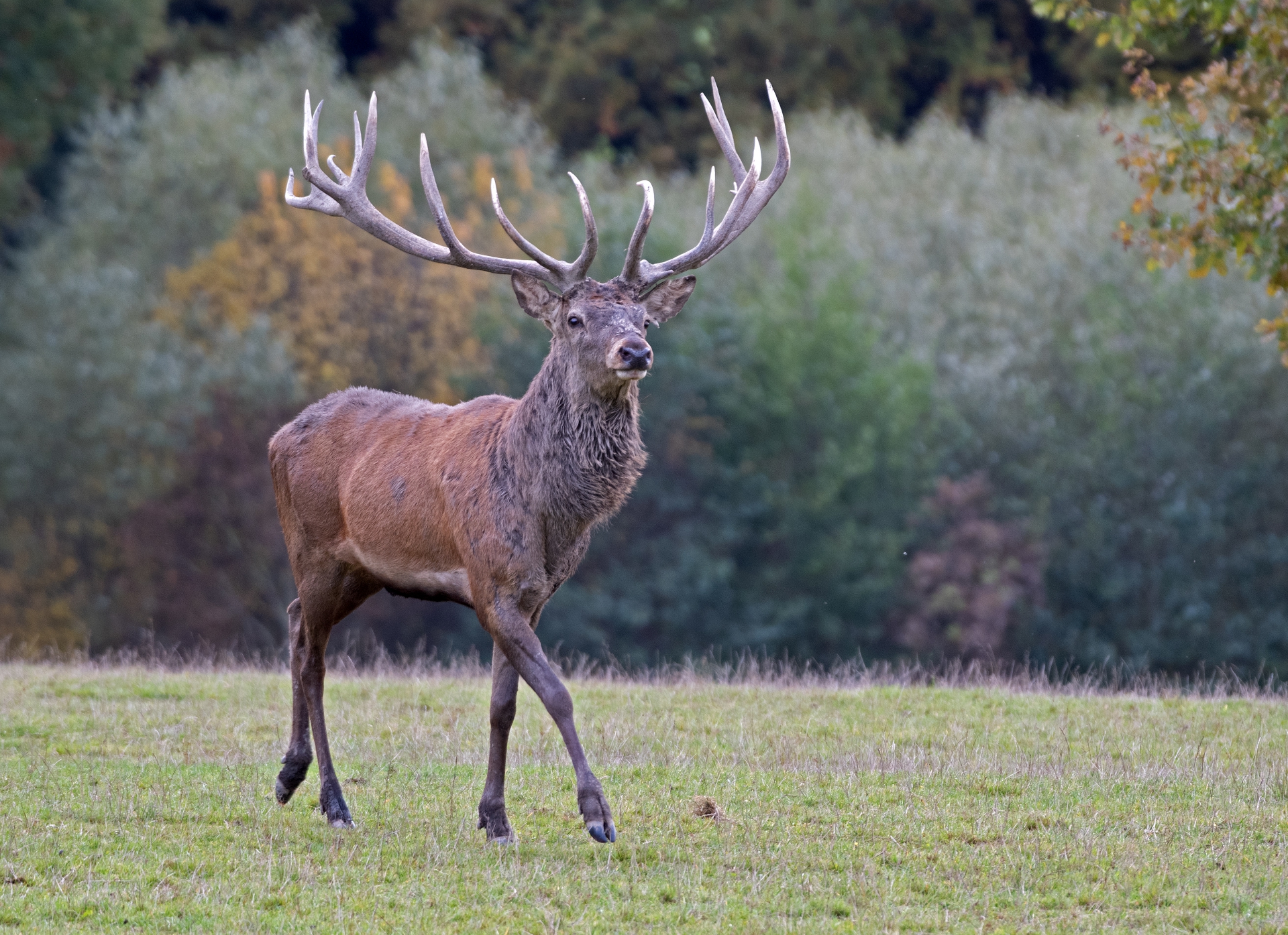 Jelení říje Líšnice