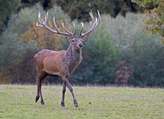 Jelení říje Líšnice