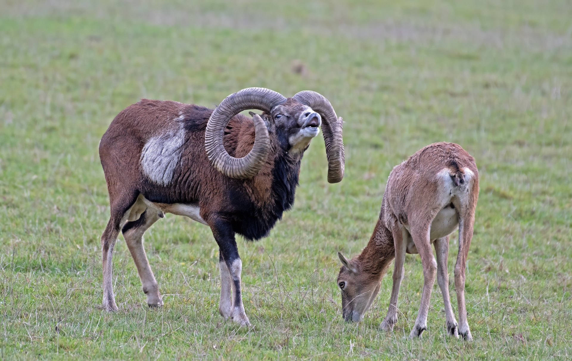 Mufloní říje Líšnice