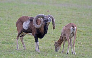 Mufloní říje Líšnice
