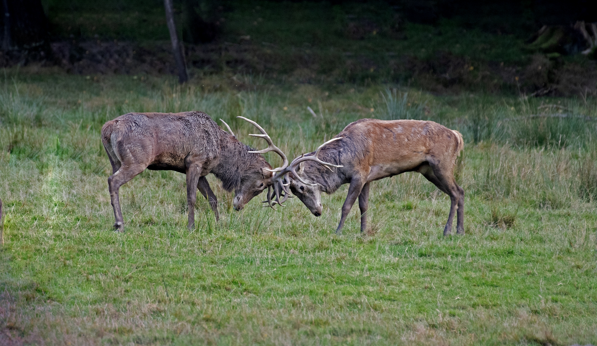 Jelení říje Líšnice