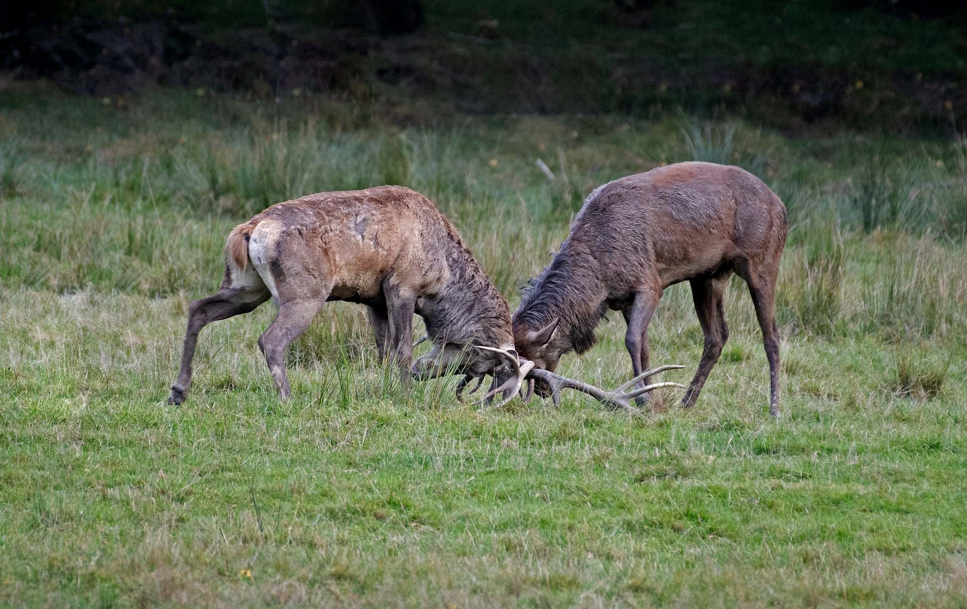 Jelení říje Líšnice