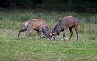 Jelení říje Líšnice