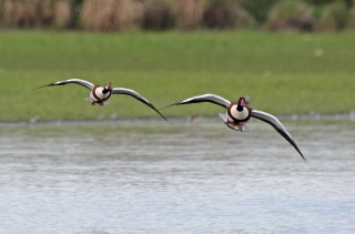 Pár husic liščích