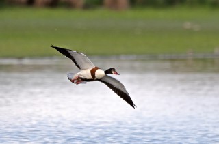 Husice liščí samička