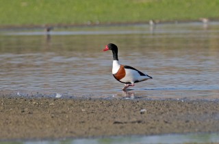 Husice liščí kačer