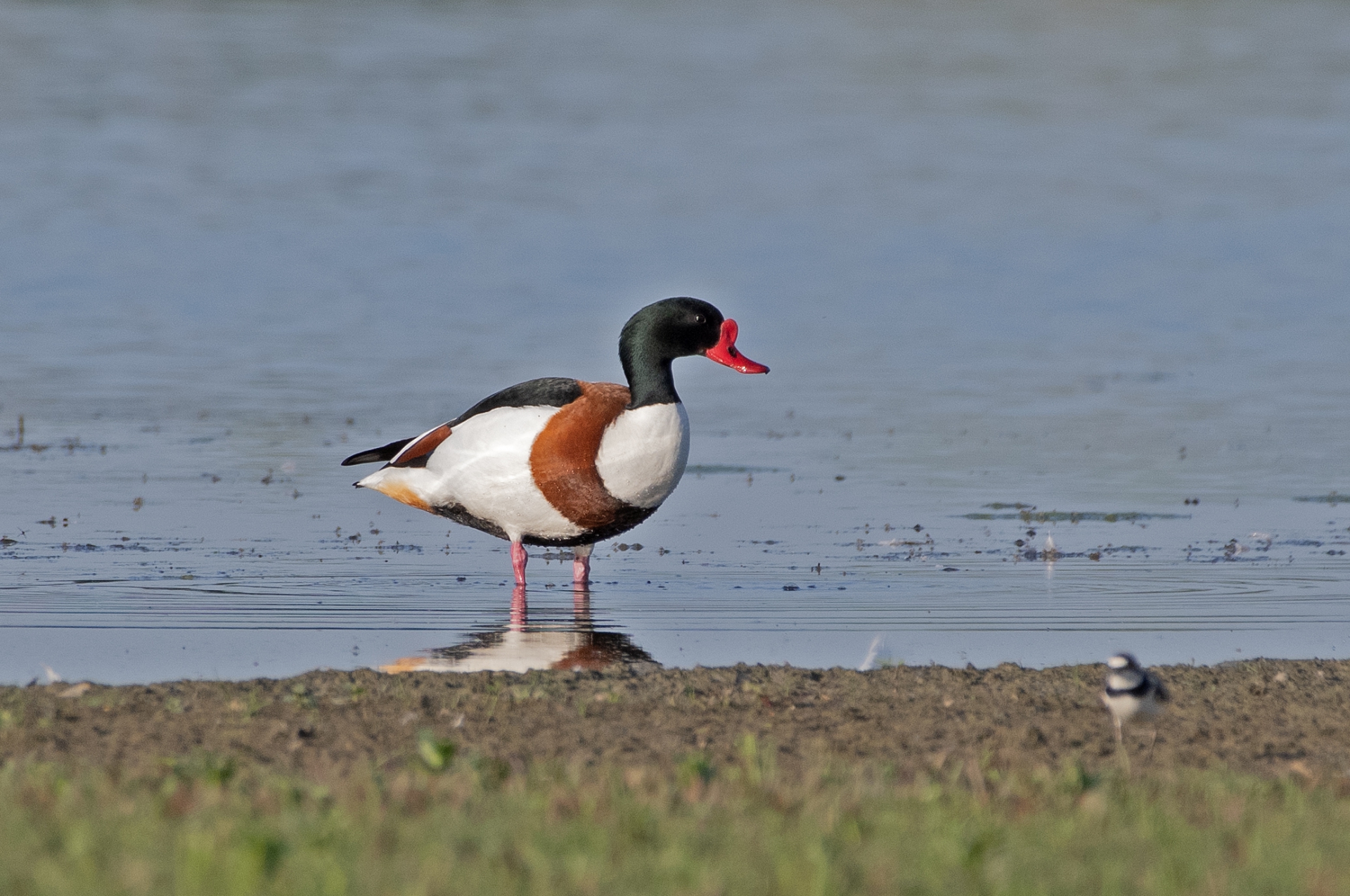 Husice liščí, kačer