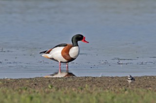 Husice liščí, kačer