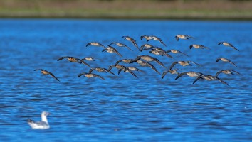 Jespáci křivozobí