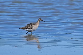 Jespák bojovný v prostém šatě