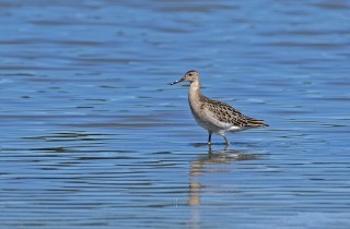 Jespák bojovný v prostém šatě