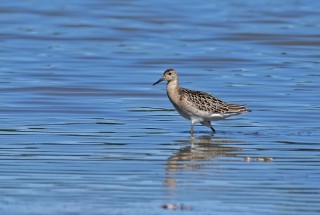 Jespák bojovný v prostém šatě