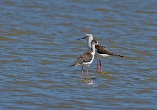 Pisily čáponohé, mladá a stará