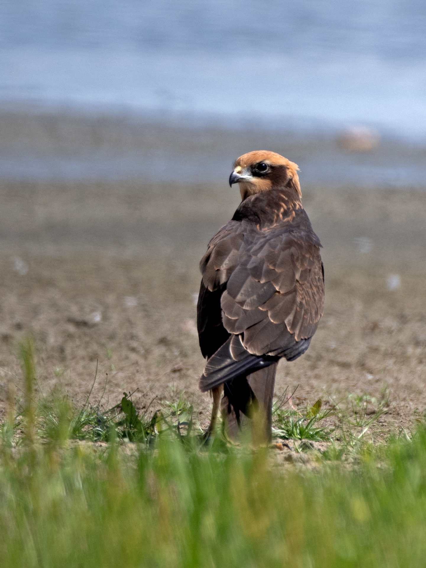 Pochop rákosní, samice