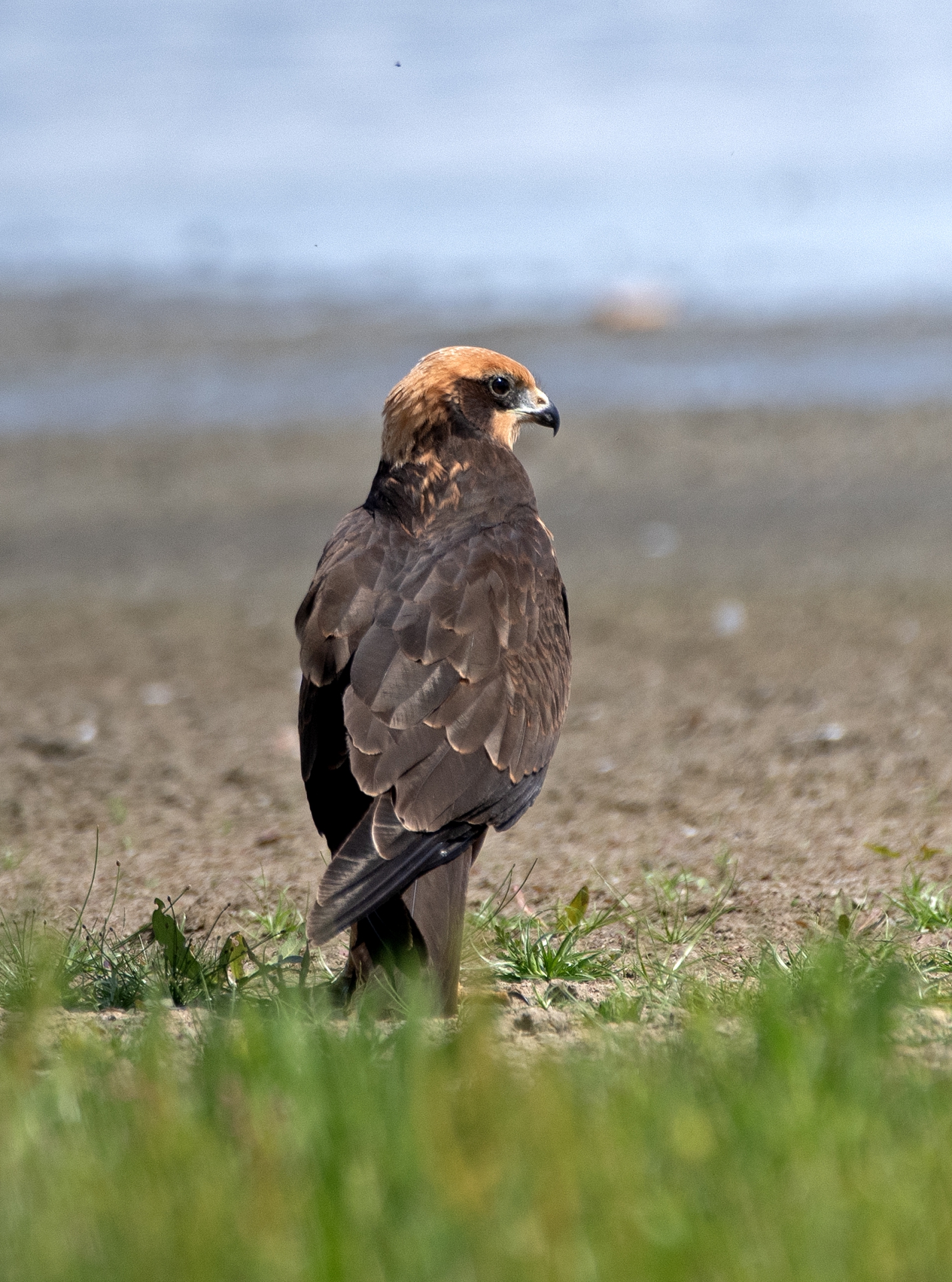 Pochop rákosní, samice