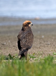 Pochop rákosní, samice