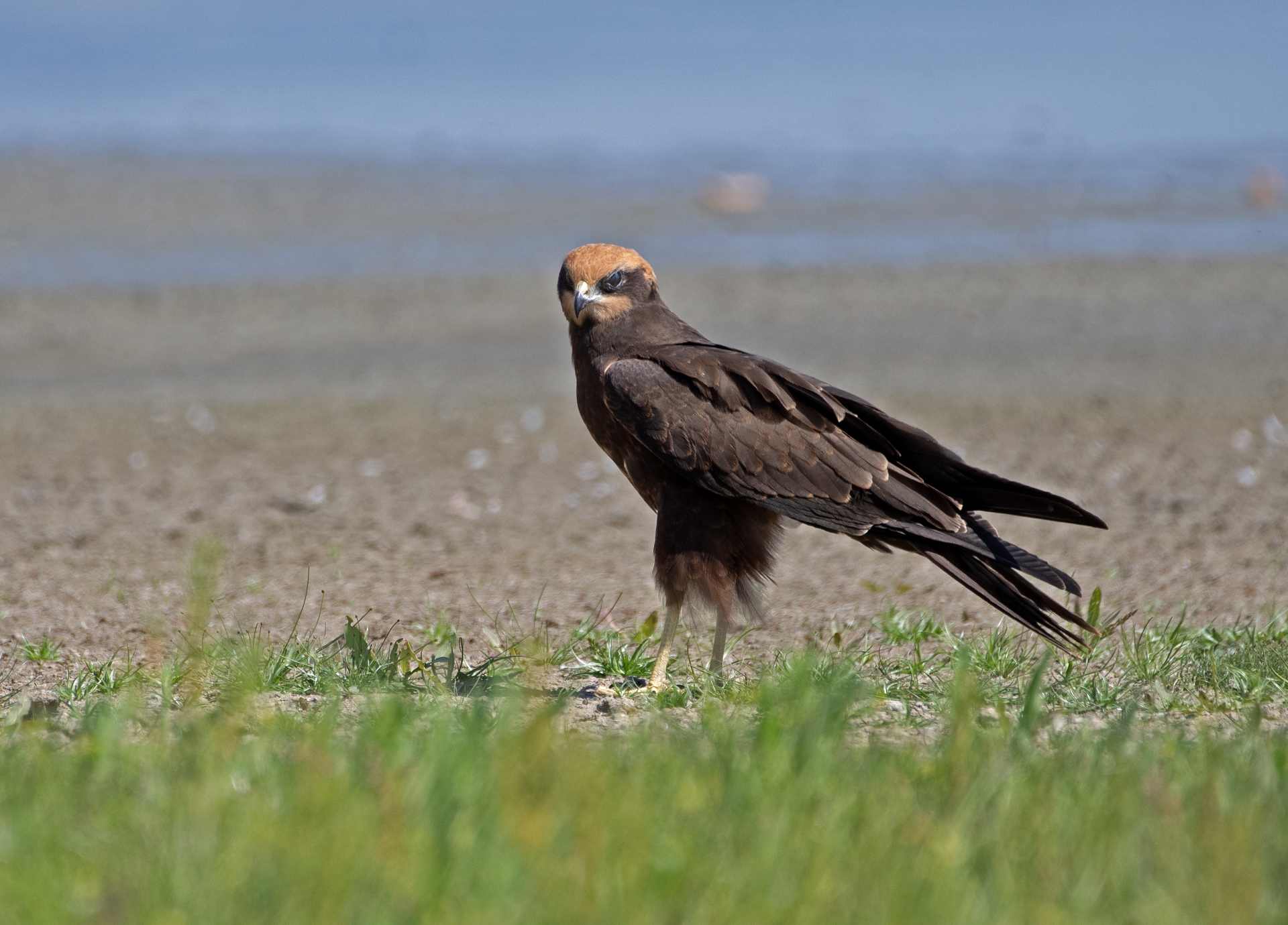 Pochop rákosní, samice