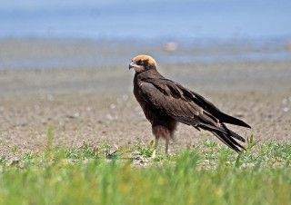 Pochop rákosní, samice