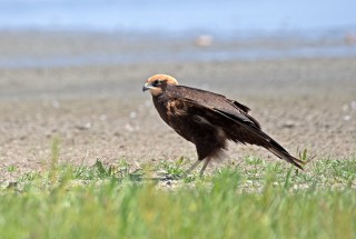 Pochop rákosní, samice