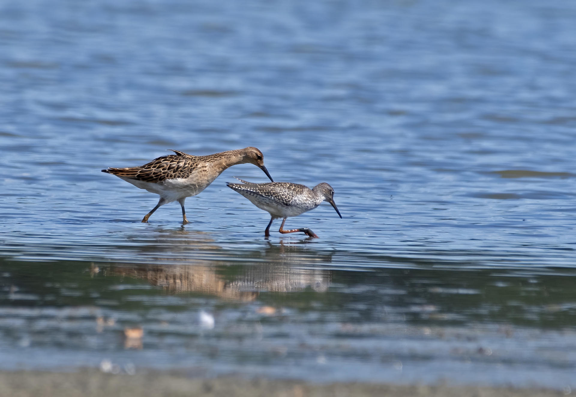 Jespák bojovný a vodouš šedý
