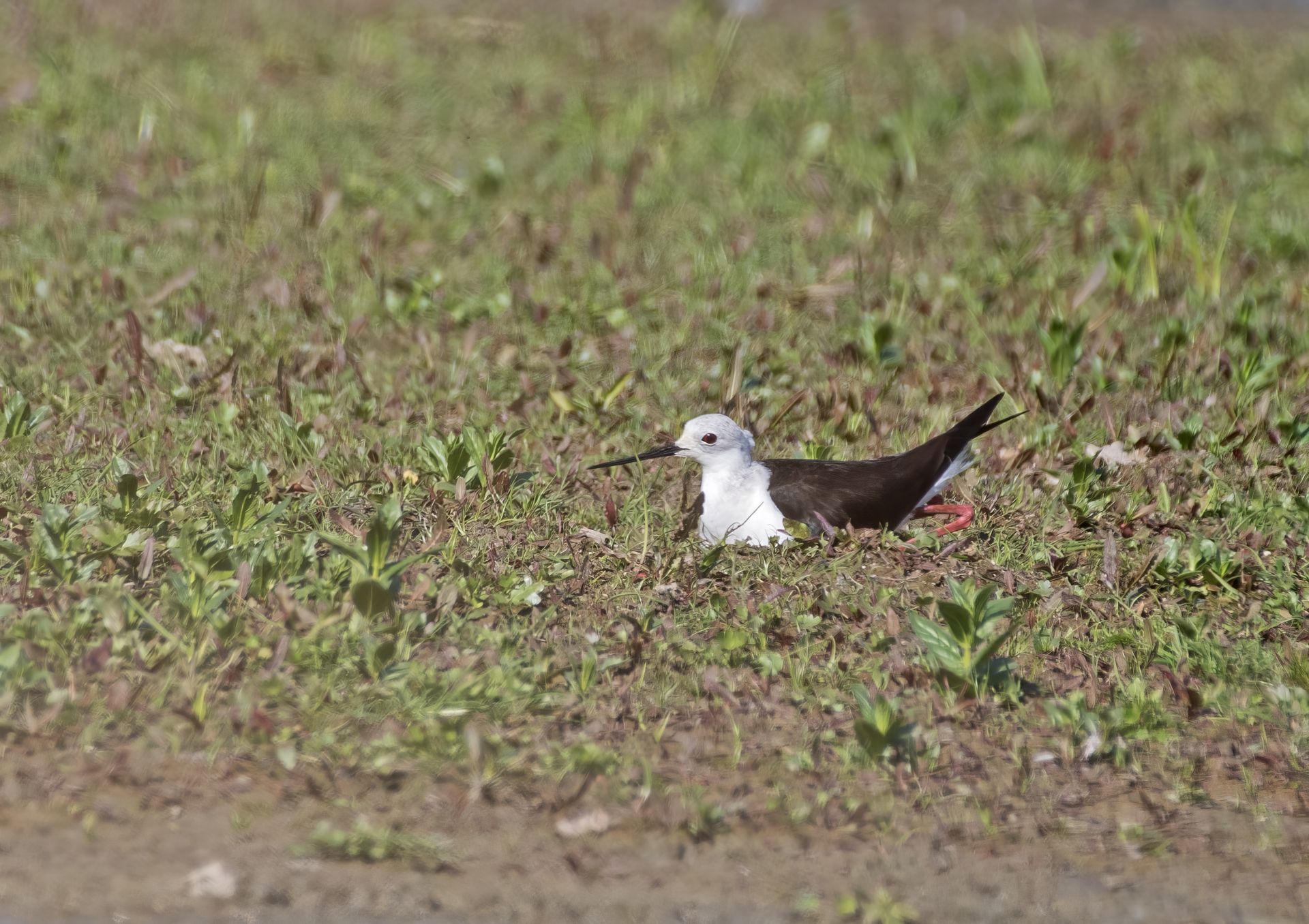 Pisila čáponohá na hnízdě
