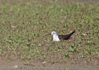 Pisila čáponohá na hnízdě