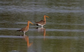 Břehouši černoocasí