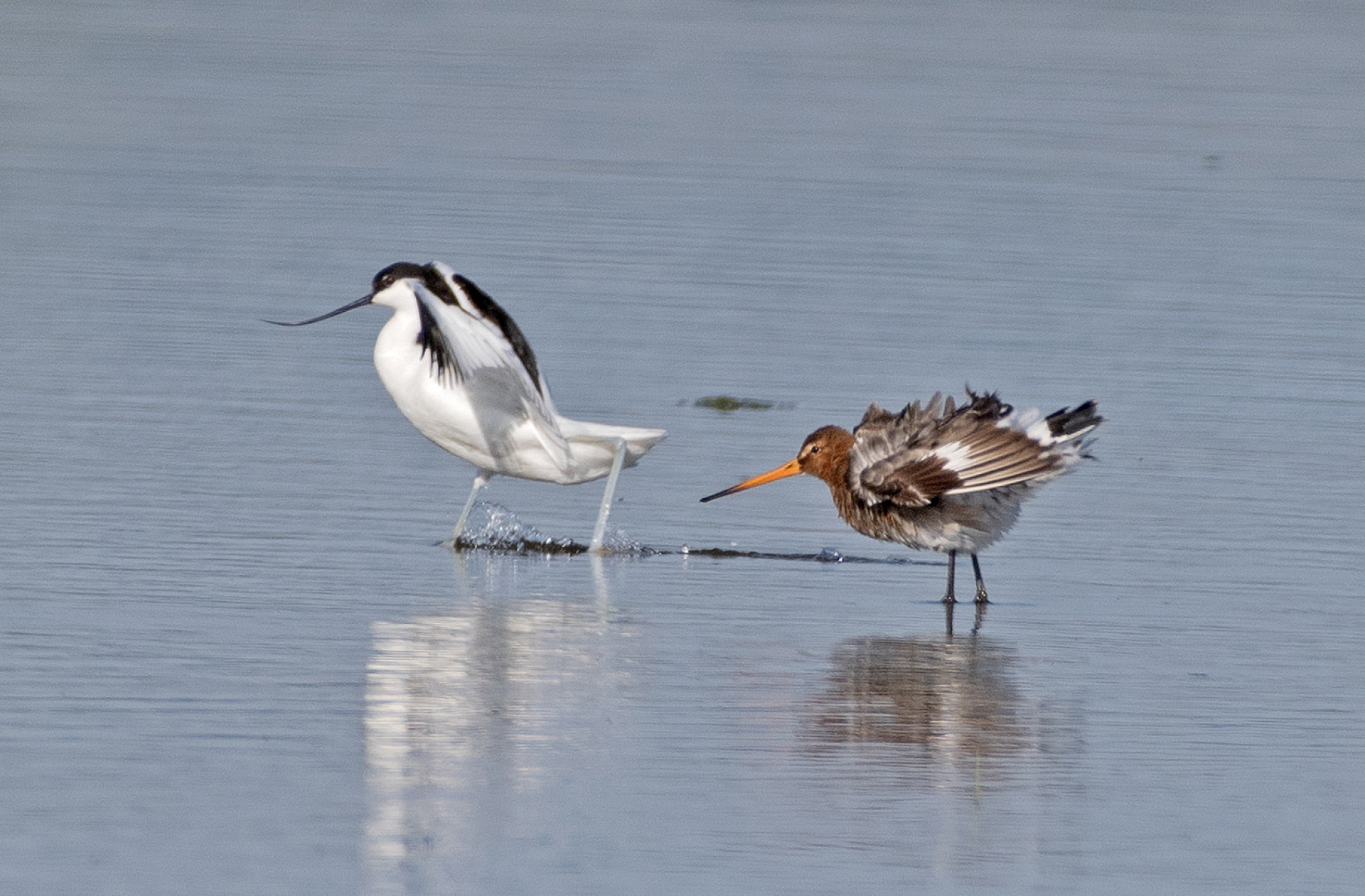 Břehouš a tenkozobec