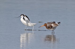 Břehouš a tenkozobec