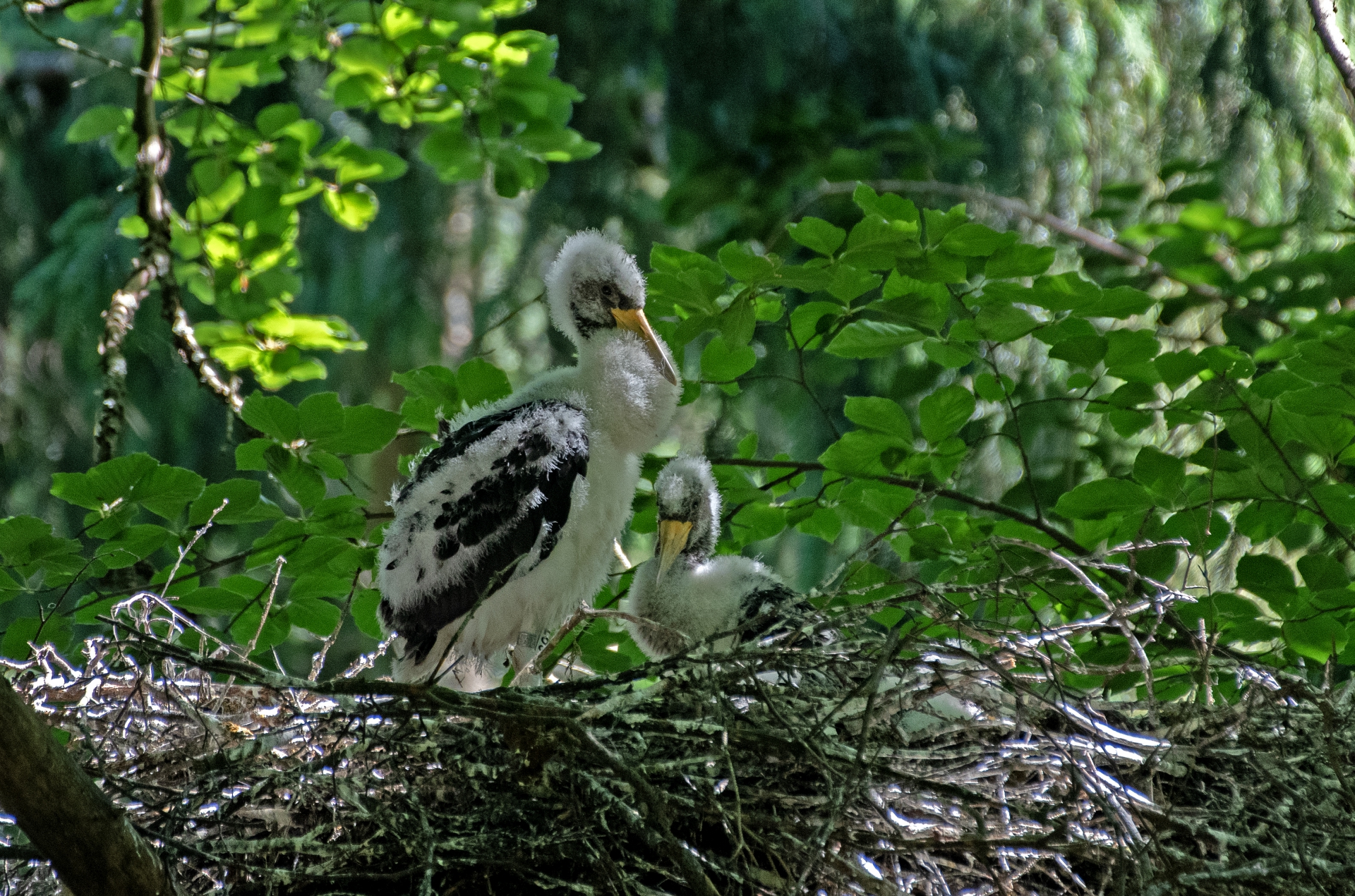 Mladí čápi černí na hnízdě