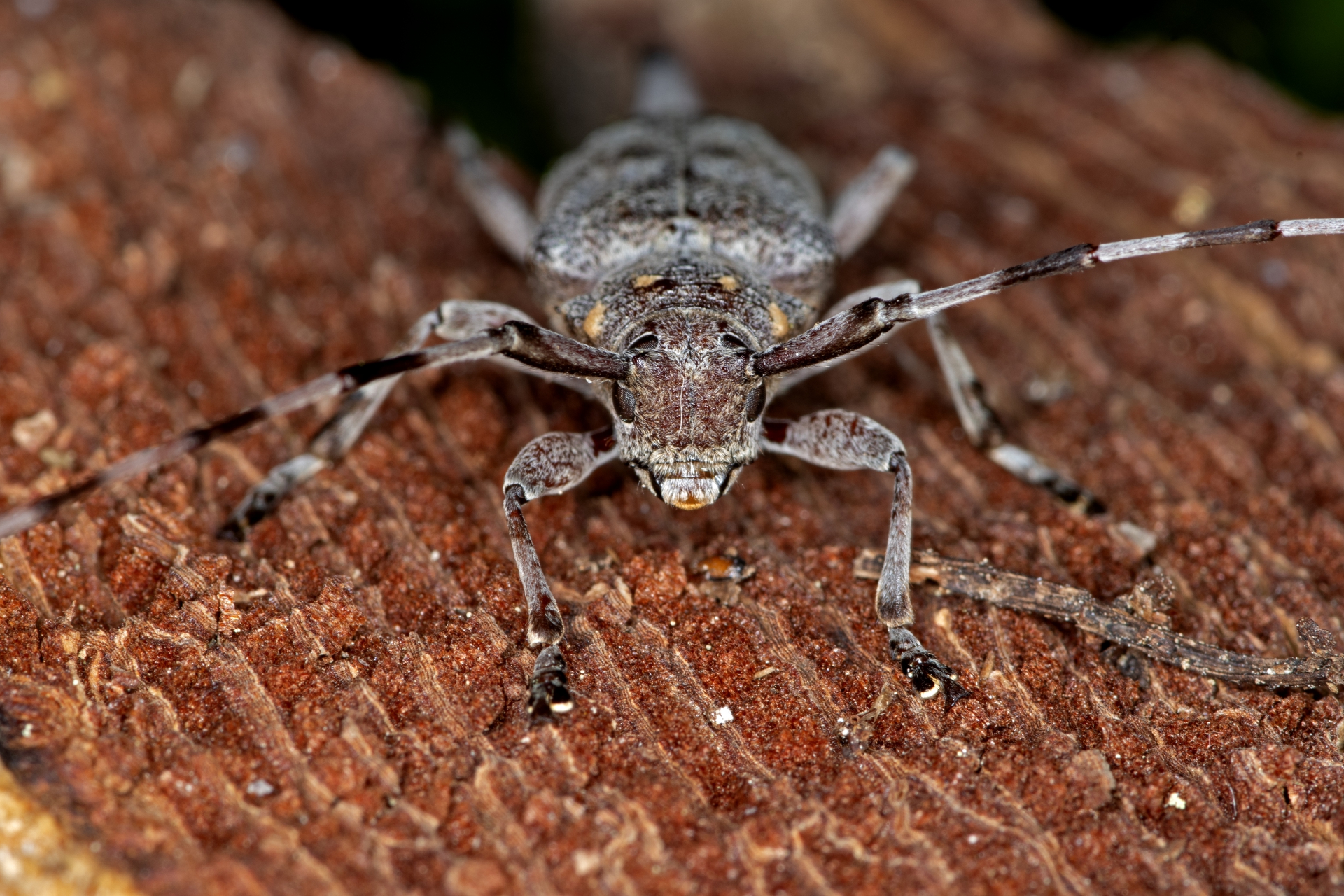 Kozlíček dazule, samička