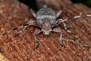 Kozlíček dazule, samička