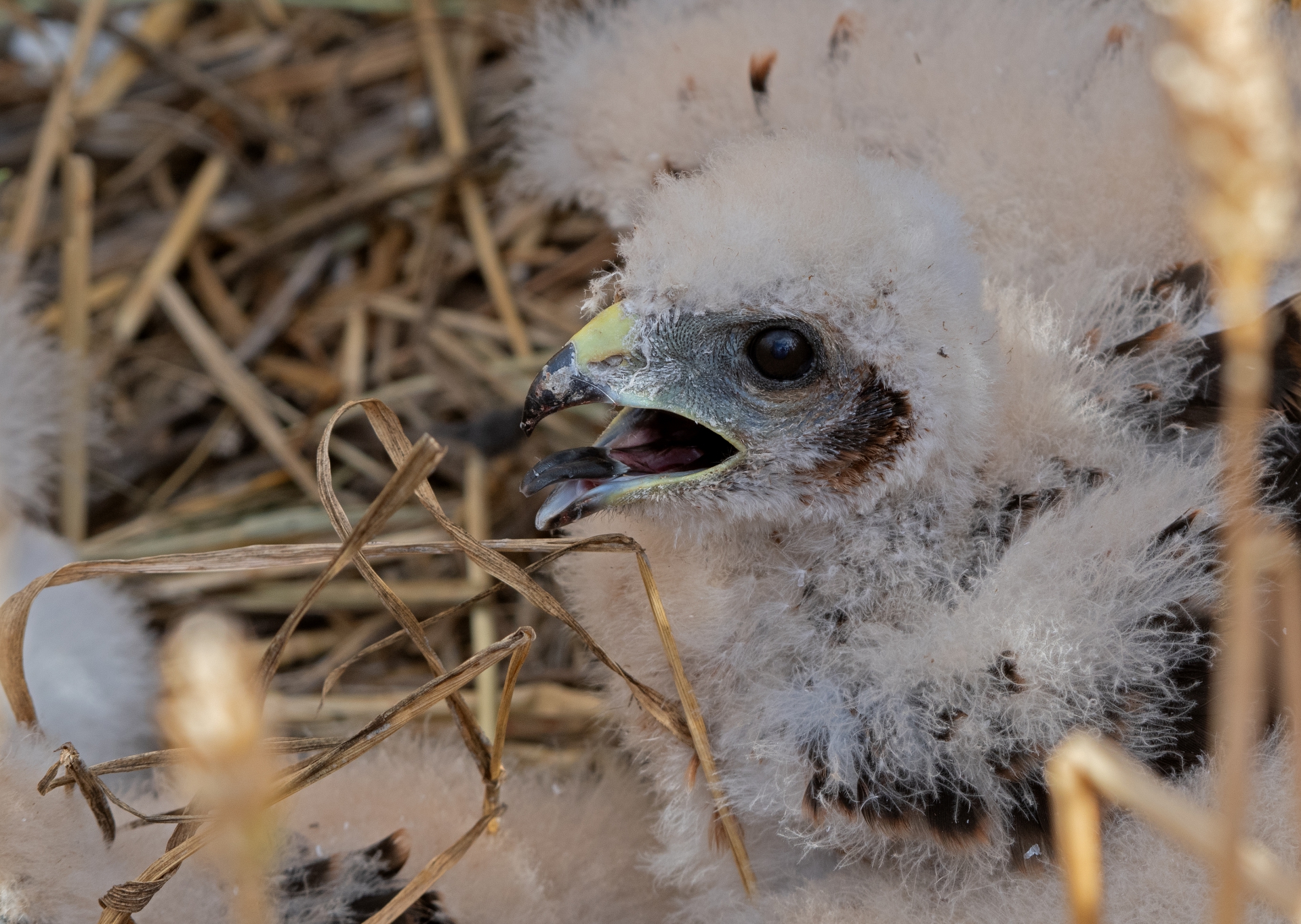 Mladí motáci lužní
