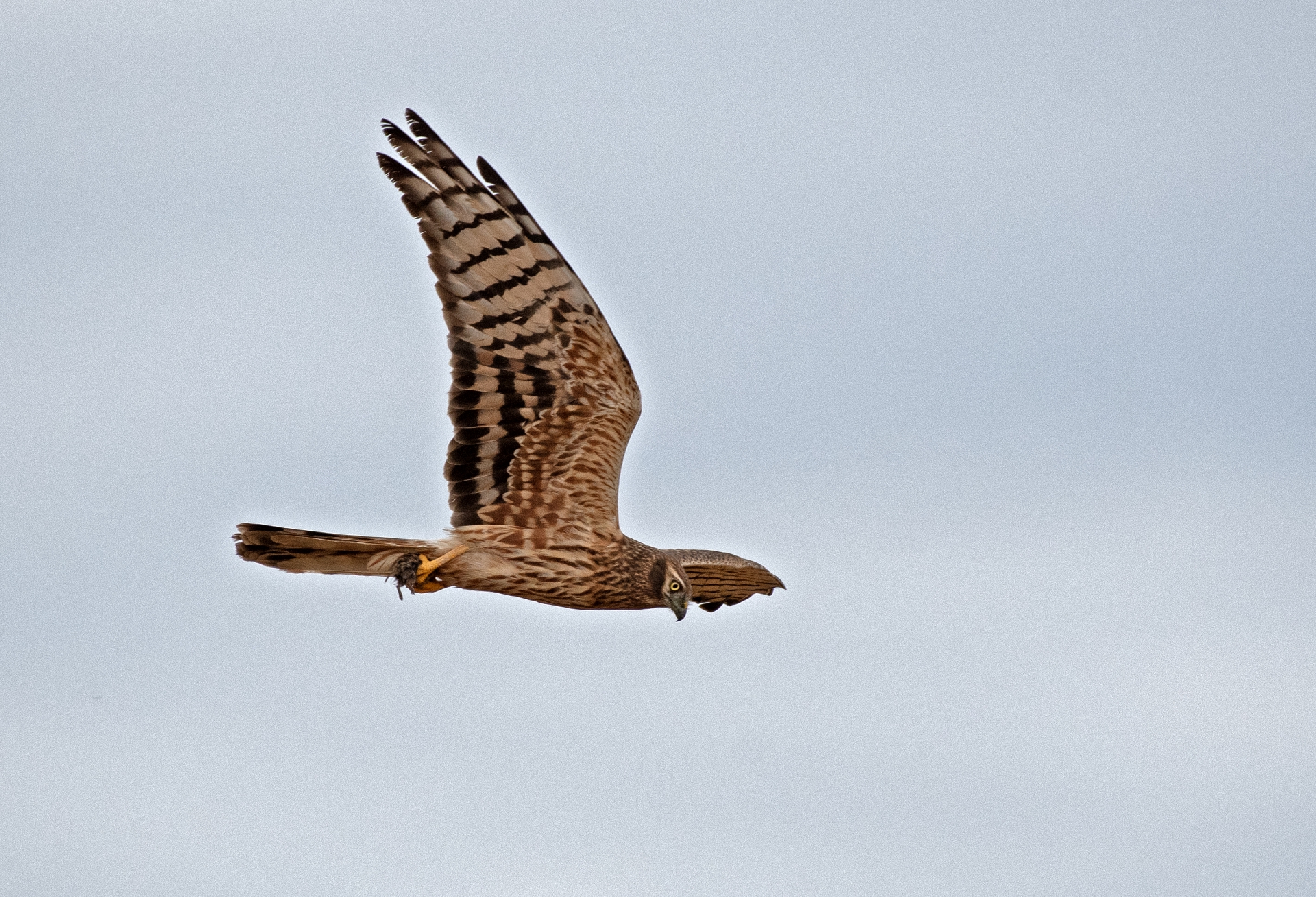 Moták lužní, samice s kořistí