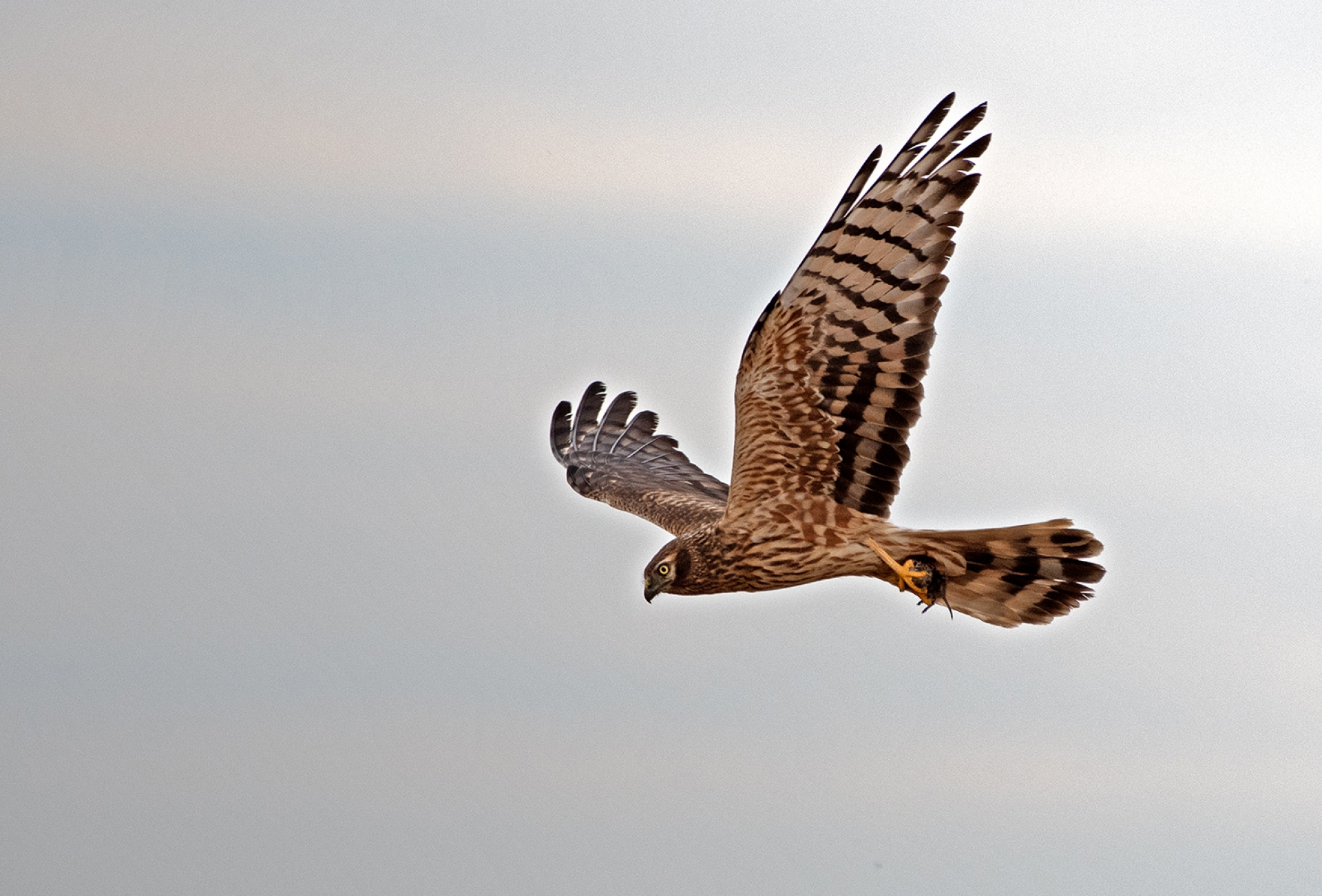 Moták lužní, samice s kořistí
