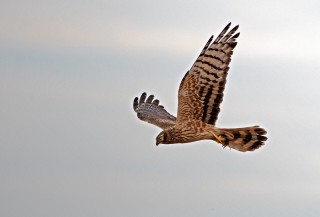 Moták lužní, samice s kořistí