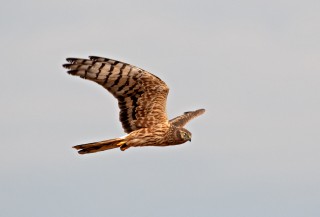 Moták lužní, samice