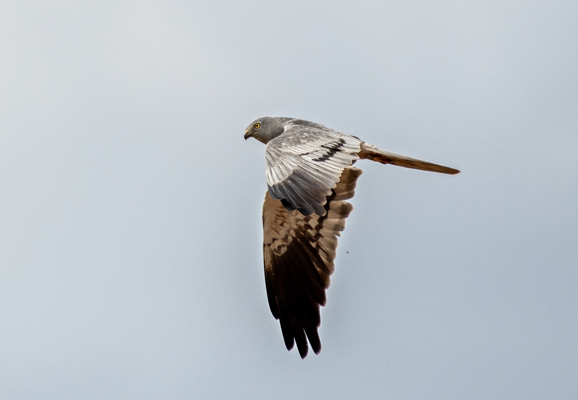 Moták lužní, samec