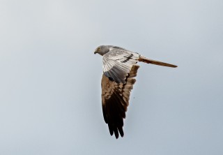 Moták lužní, samec