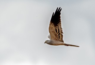 Moták lužní, samec