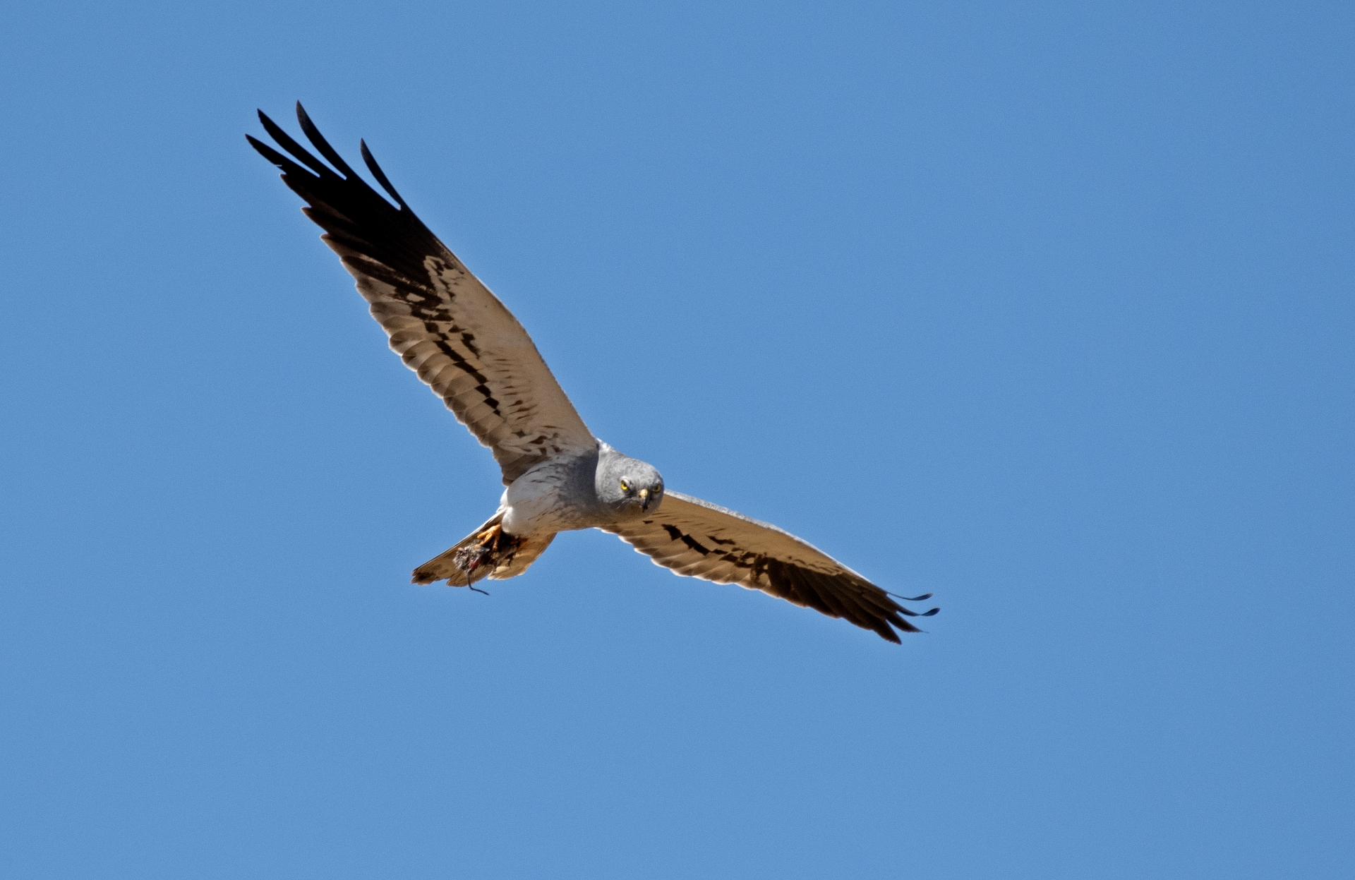 Moták lužní, samec s kořistí