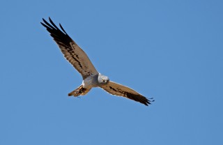 Moták lužní, samec s kořistí