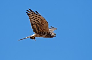 Moták lužní, samice s kořistí