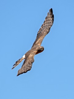 Moták lužní, samice