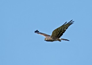 Moták lužní, samice