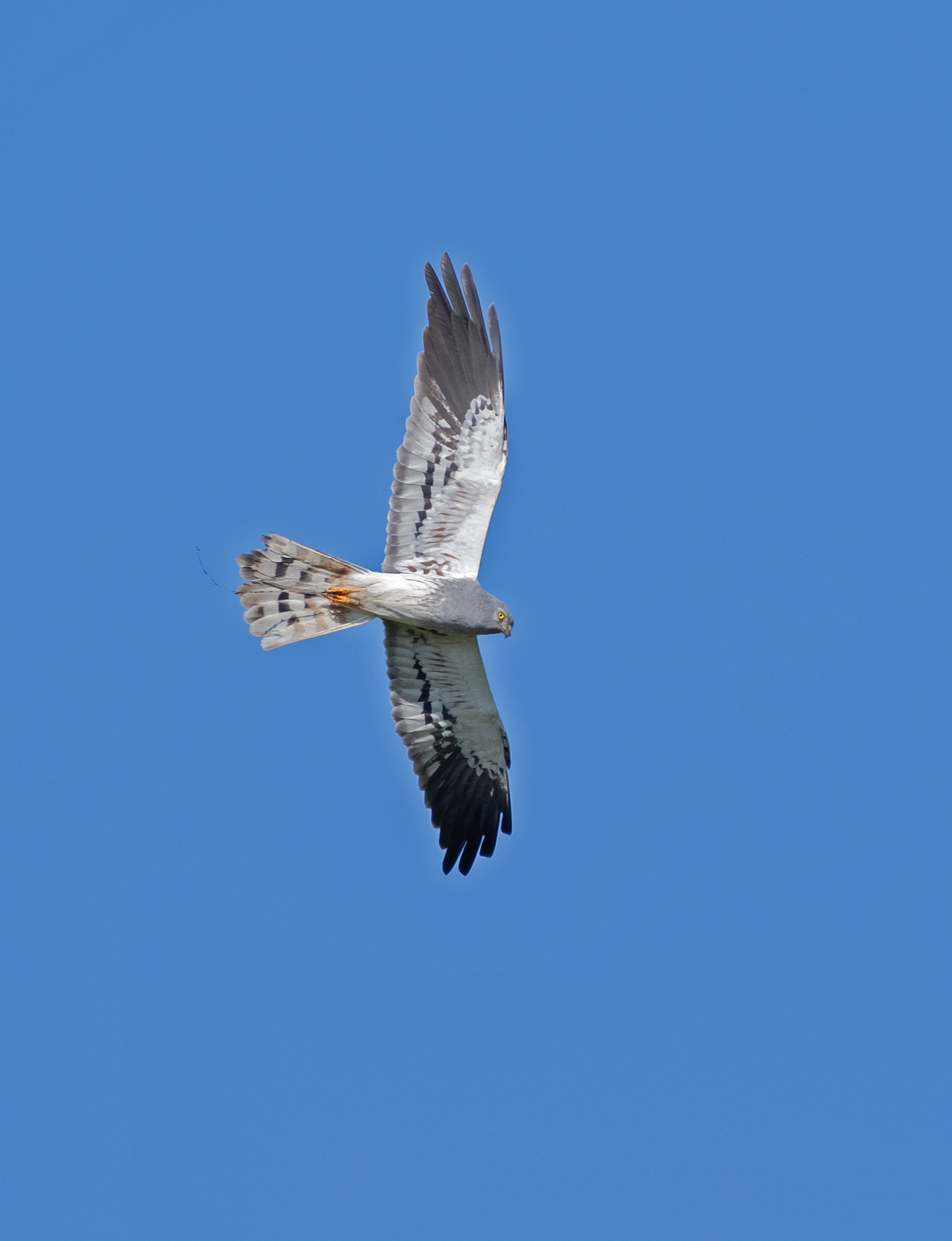 Moták lužní, samec