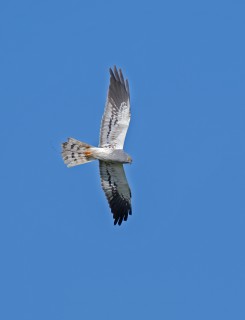 Moták lužní, samec