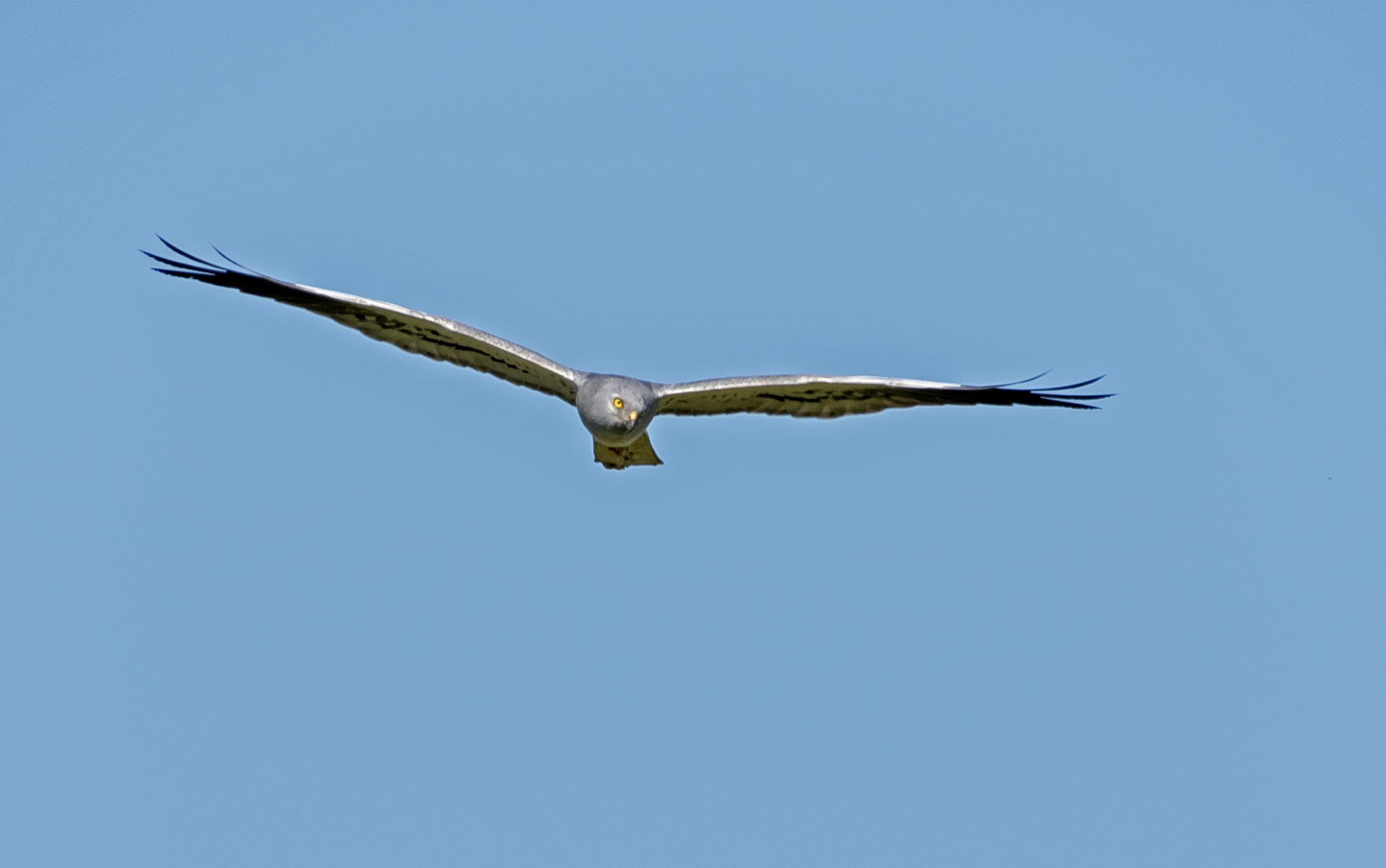 Moták lužní, samec