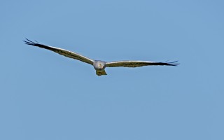 Moták lužní, samec