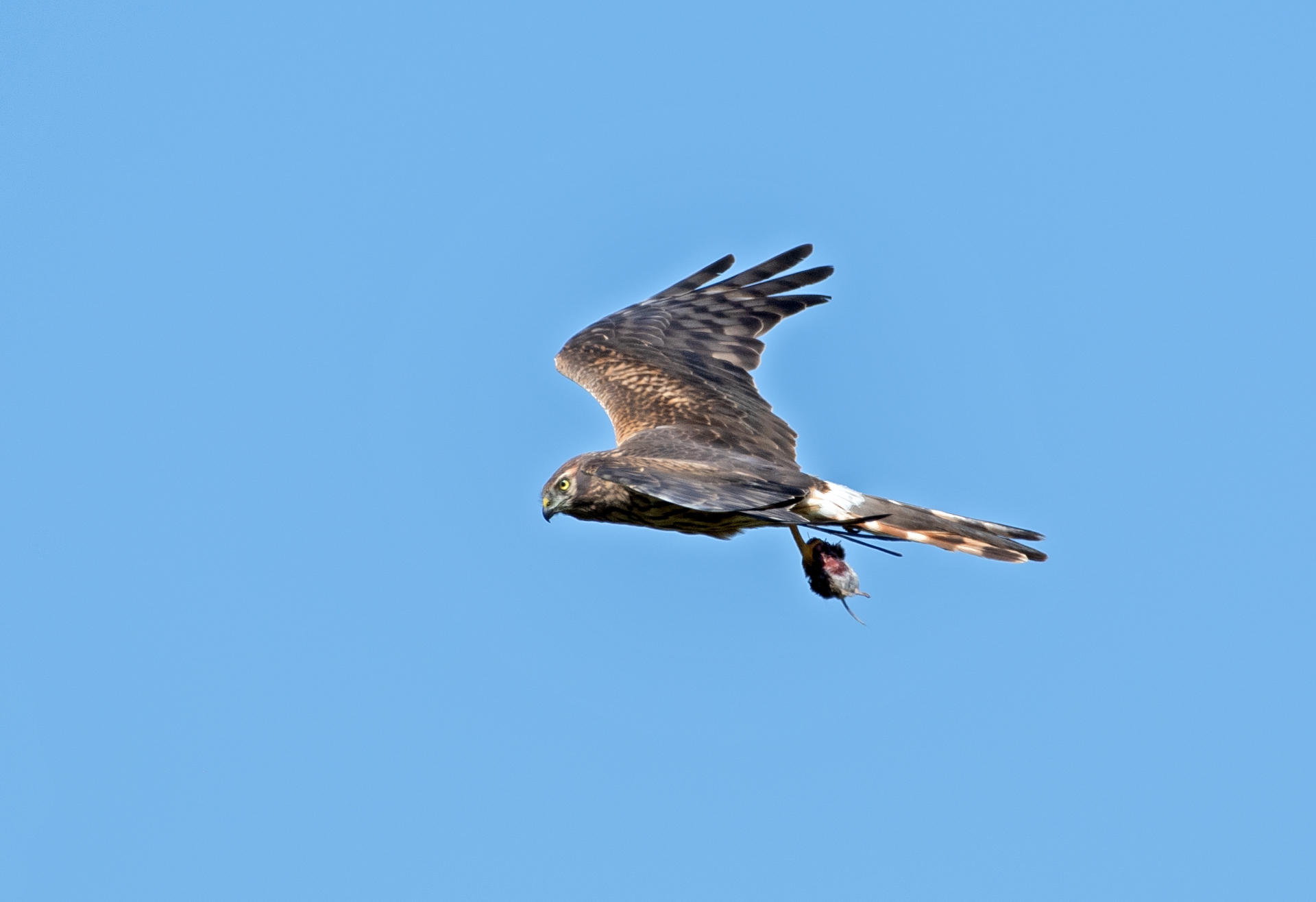 Moták lužní, samice s kořistí